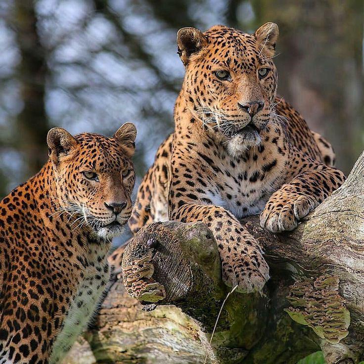 Wildlife Safaris & National Parks
